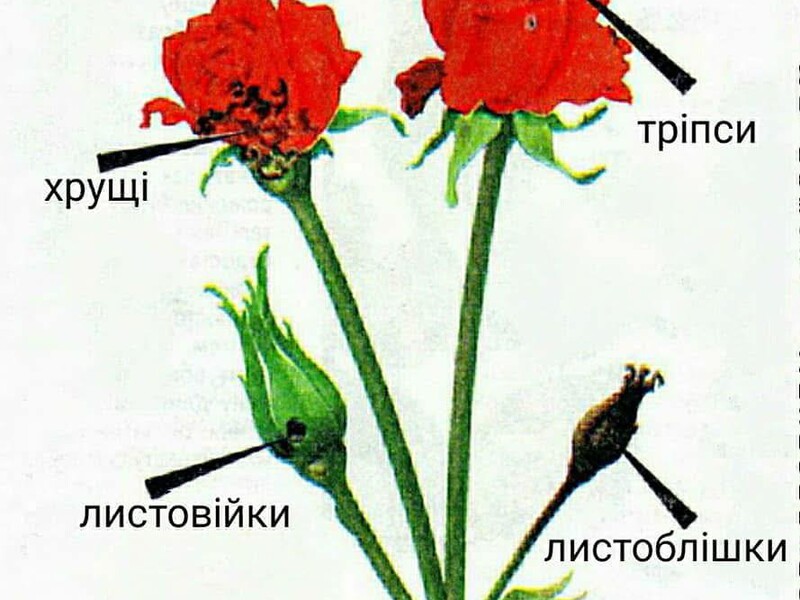 Найпоширеніші хвороби троянд: навчіться розпізнавати й лікувати до того, як загине кущ