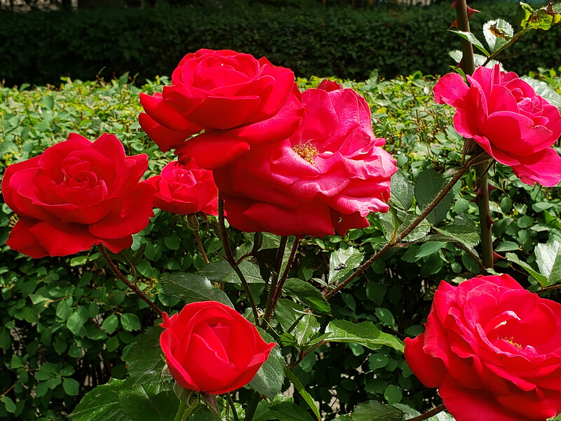 Зробіть це, щоб троянди не загинули після саджання й уже за два тижні прижилися на новому місці