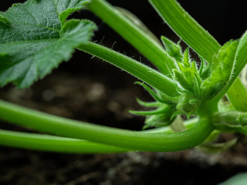 Не робіть цього – кабачки не дадуть плодів Не робіть цього – кабачки не дадуть плодів