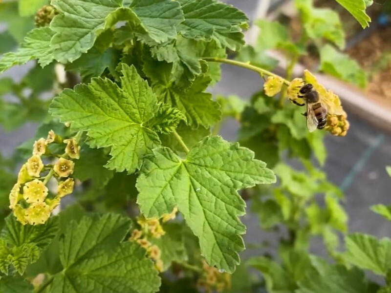 Смородина дасть щедрий урожай солодких ягід після цього ефективного підживлення без хімії. Рецепт