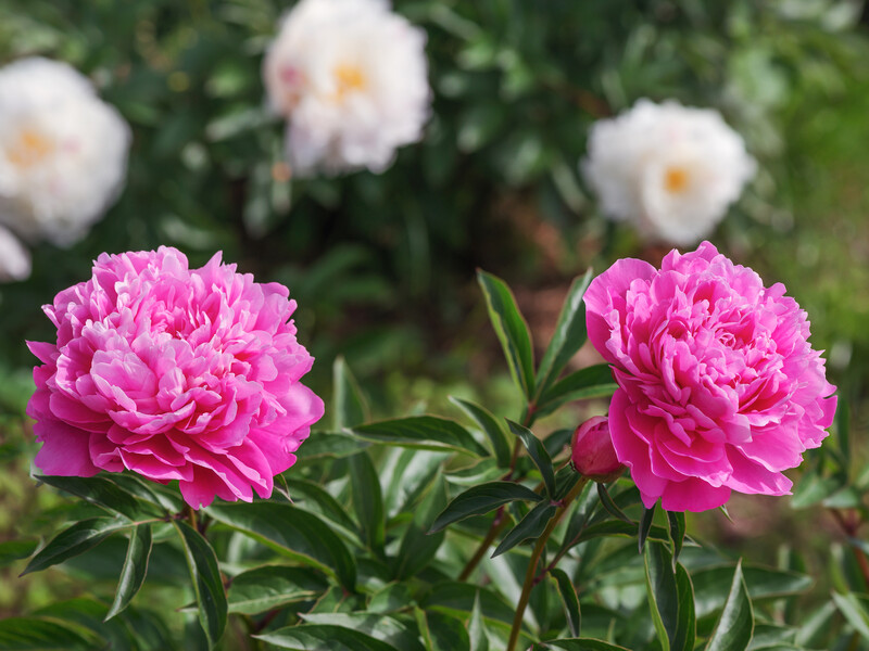 Внесіть під кущ півоній це добриво, щоб квіти мали насичений колір і великі бутони