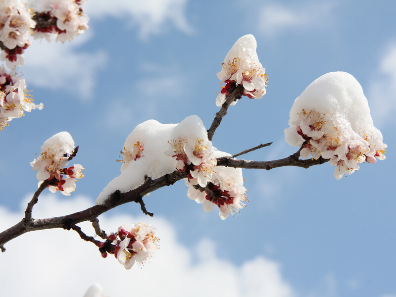 У жодному разі не робіть цього. Як не нашкодити деревам після заморозків