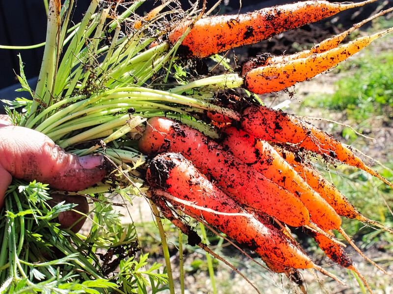 Новий метод проріджування моркви без втрат урожаю: як зберегти кожен коренеплід