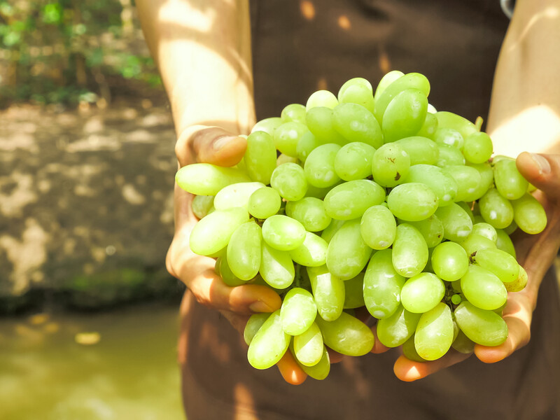 Великі й солодкі грона незалежно від погоди. Як вирощувати виноград у теплиці