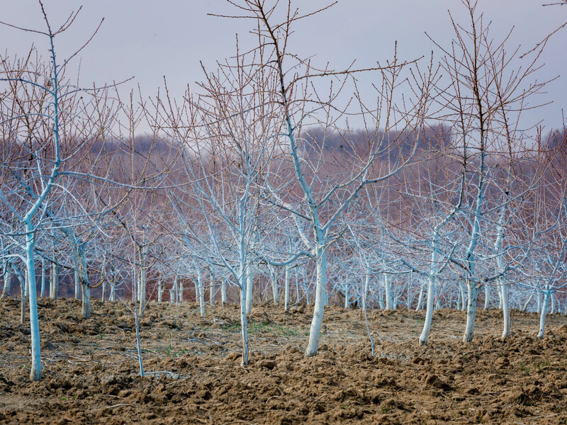 Не встигли обробити сад мідьвмісними препаратами? Дізнайтеся, чи ще не запізно для обприскування