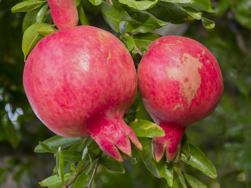 Витримує до -15 °C. Зробіть це із саджанцем граната – і він зможе рости навіть в українському  саду