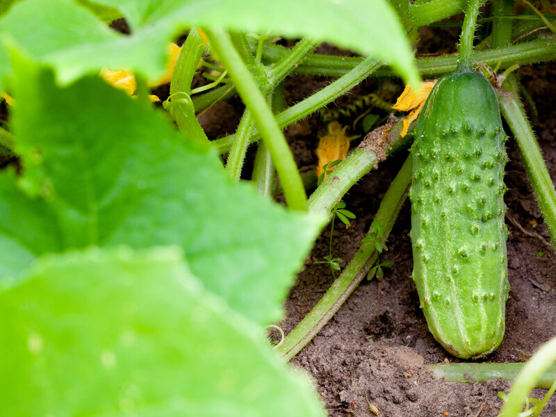 Завдяки цьому методу врожай зросте удвічі-утричі. Головні секрети вирощування огірків