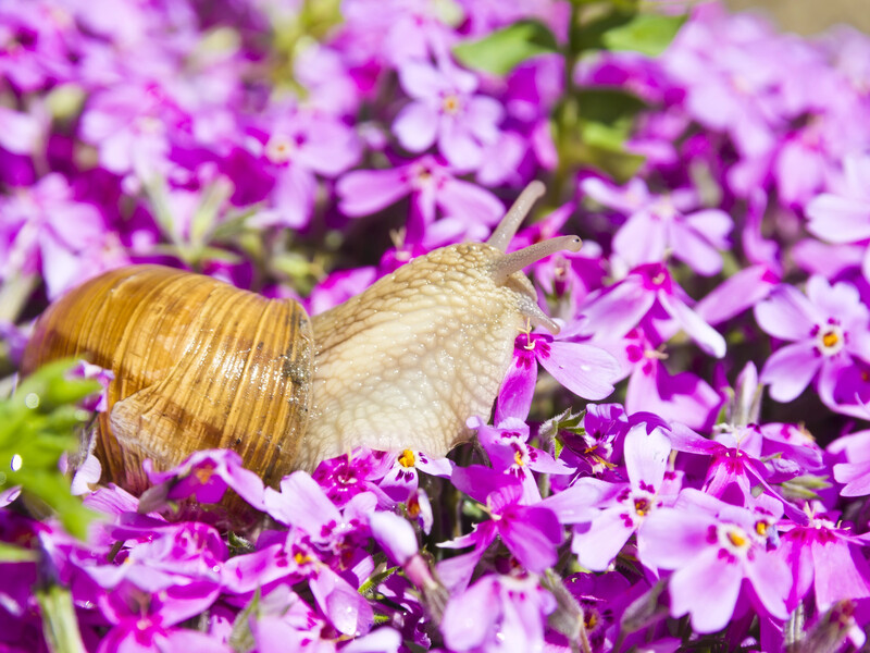 Слимаків у саду не буде: садівники повертаються до лайфхаку з XIX століття