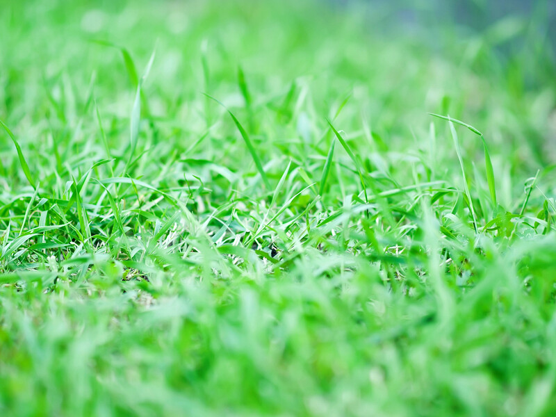 Не є шкідливим дітям і тваринам. Візьміть його на кухні й посипте газон – трава стане яскраво-зеленою