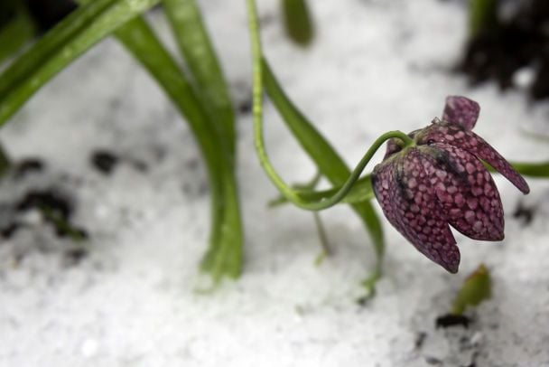 В Україні погіршиться погода: синоптикиня повідомила, коли повернеться мокрий сніг