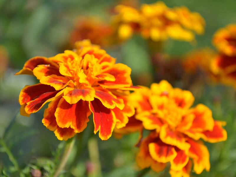 Якщо посадите чорнобривці біля цих рослин – урожаю не буде. Поради городників