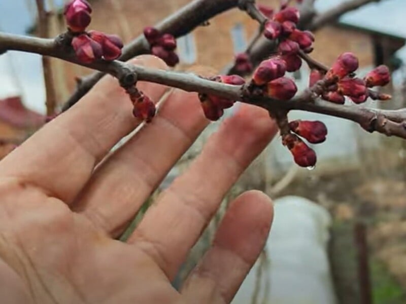 Зробіть це у квітні – і буде щедрий урожай абрикосів. Як і чим обробити сад від моніліозу Зробіть це у квітні – і буде щедрий урожай абрикосів. Як і чим обробити сад від моніліозу