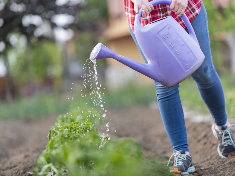 Не поливайте томатів так, щоб не зіпсувати врожаю. Поради городників