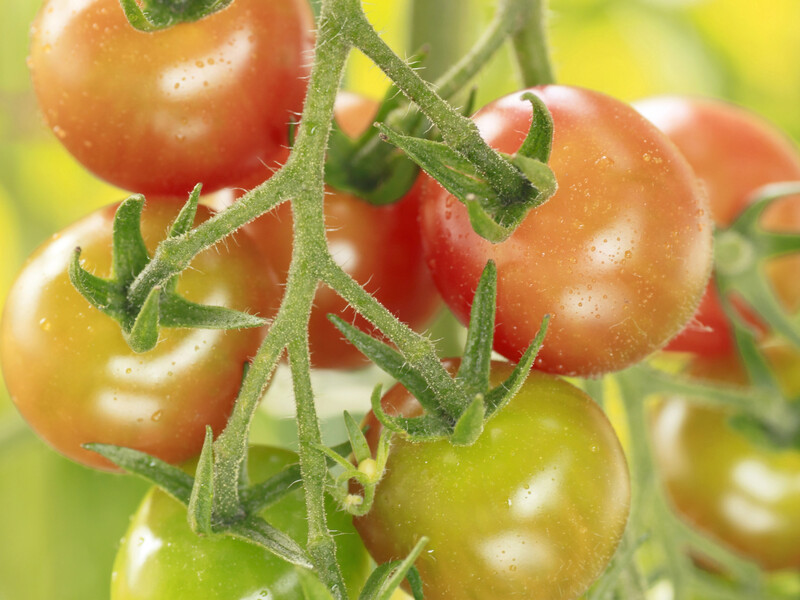Ці добрива можуть зіпсувати врожай томатів, якщо ви внесете їх під час висаджування. Городники попередили
