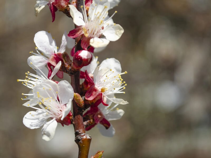 Обробіть цим квітучі абрикоси – і захистіть сад від моніліозу. Названо фунгіцид, безпечний для бджіл