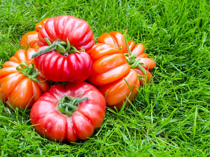 Ці томати дозріють раніше, ніж фітофтора вдарить: п'ять сортів, які не захворіють