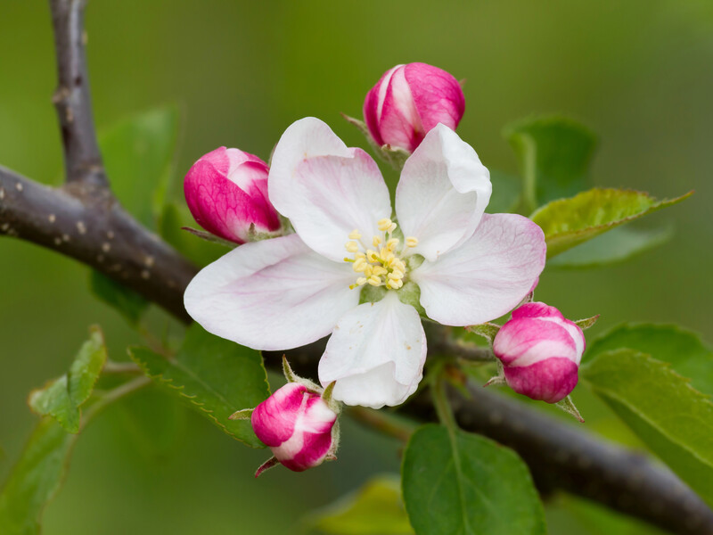 Обробіть яблуні цим інсектицидом, щоб знищити шкідників, які під'їдають квіти на деревах