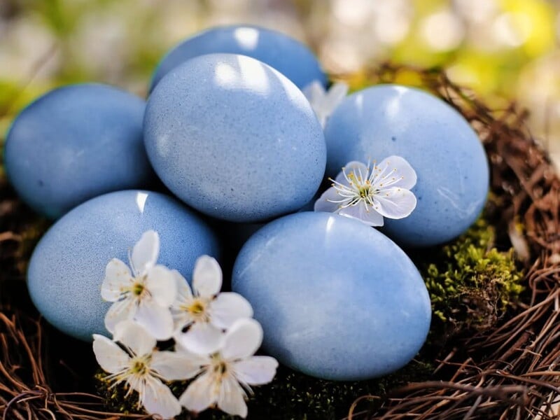 Додайте це у воду – і крашанки стануть блакитного кольору. Лайфхак, як без хімії пофарбувати яйця на Великдень Додайте це у воду – і крашанки стануть блакитного кольору. Лайфхак, як без хімії пофарбувати яйця на Великдень