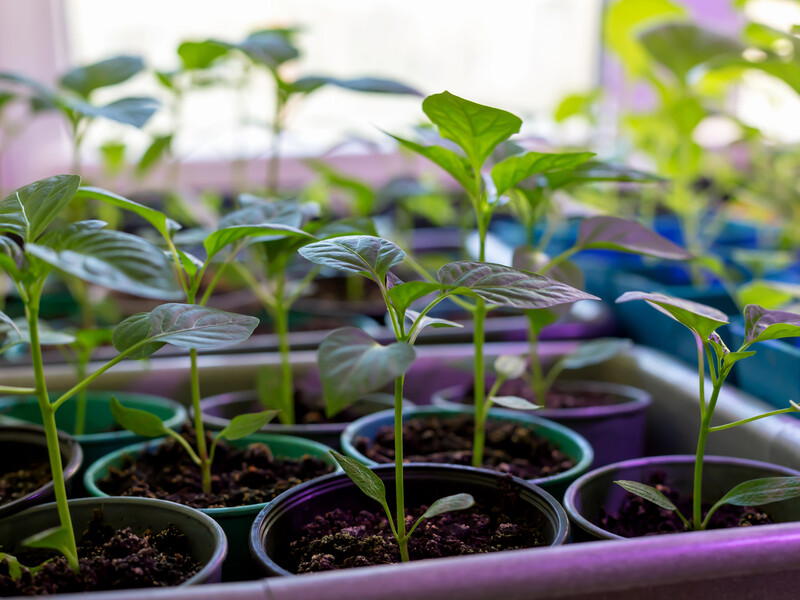 Бурштинова кислота – не чарівна паличка. Чому розсада гине навіть після підживлення і що робити