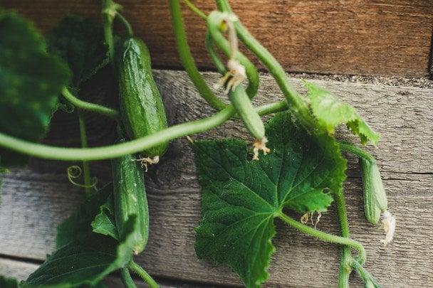 Найкраще бюджетне підживлення на огірків: коштує копійки, а ефект, наче від дорогих засобів