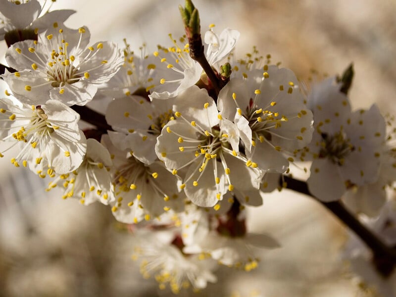 Киньте навесні це у крону квітучої вишні – і зберете щедрий урожай ягід Киньте навесні це у крону квітучої вишні – і зберете щедрий урожай ягід