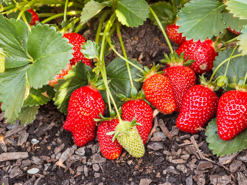 Підживіть полуницю у квітні цим розчином – і влітку зберете щедрий урожай солодких і великих ягід