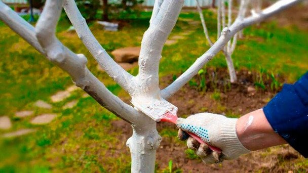 Як і для чого білити дерева вапном з мідним купоросом