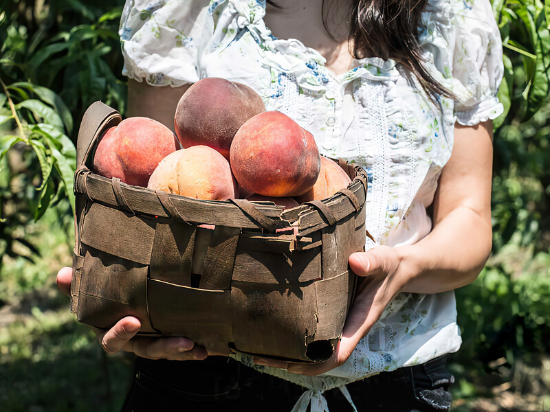 Посадили сад, а він не росте? Дізнайтеся, які плодові дерева потребують вірної схеми висаджування