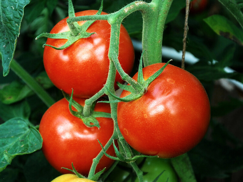 Ці три невибагливі сорти томатів гарантовано дадуть щедрий урожай соковитих плодів