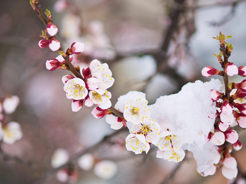 Як зберегти хоча б частину врожаю абрикосів та допомогти деревам оговтатись після приморозків