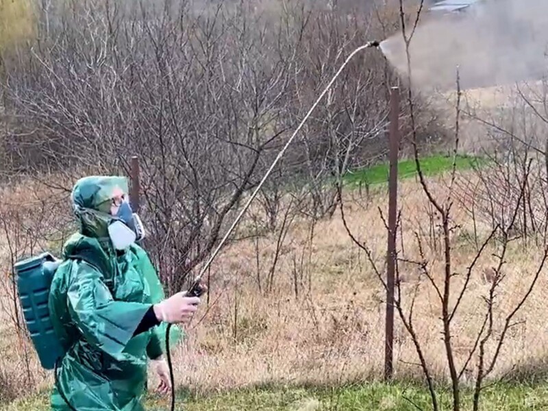 Обробіть сад цією сумішшю, щоб захистити урожай від якблуневоого квіткоїду, довгоносиків і вишневої мухи Обробіть сад цією сумішшю, щоб захистити урожай від якблуневоого квіткоїду, довгоносиків і вишневої мухи