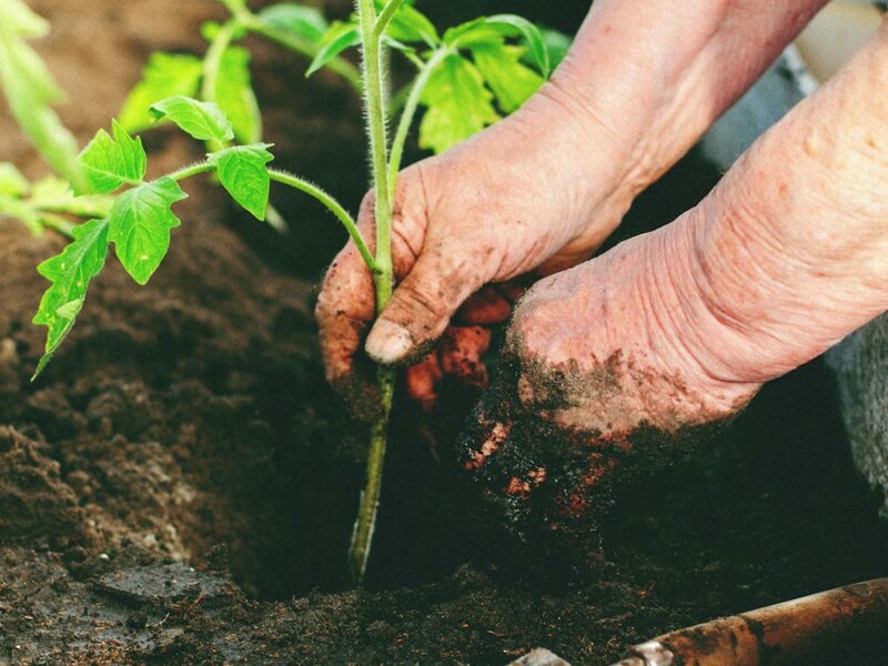 Посадіть це поряд із томатами, щоб захистити врожай від попелиці й білокрилки