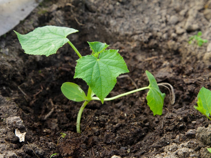 Замочіть насіння в цьому розчині – і зберете щедрий урожай огірків. Рецепт підживлення без хімії