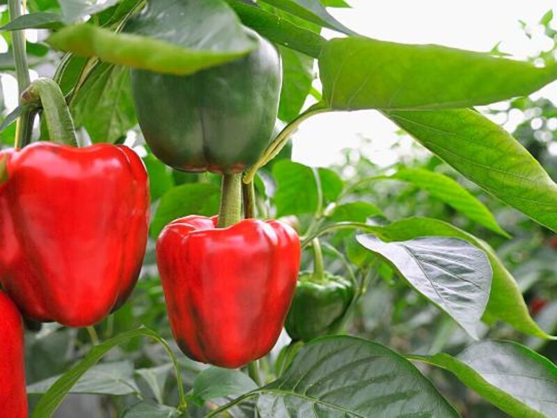 Через цю помилку перець перетвориться на м'якоть без смаку. Поради, як правильно поливати рослини