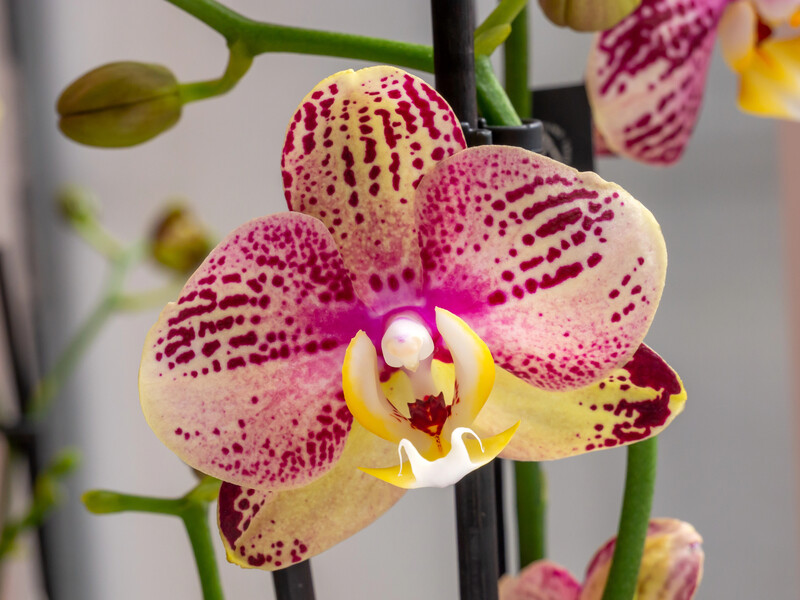 Розведіть цей натуральний харчовий продукт у воді й полийте орхідею, щоб вона випустила пишні бутони