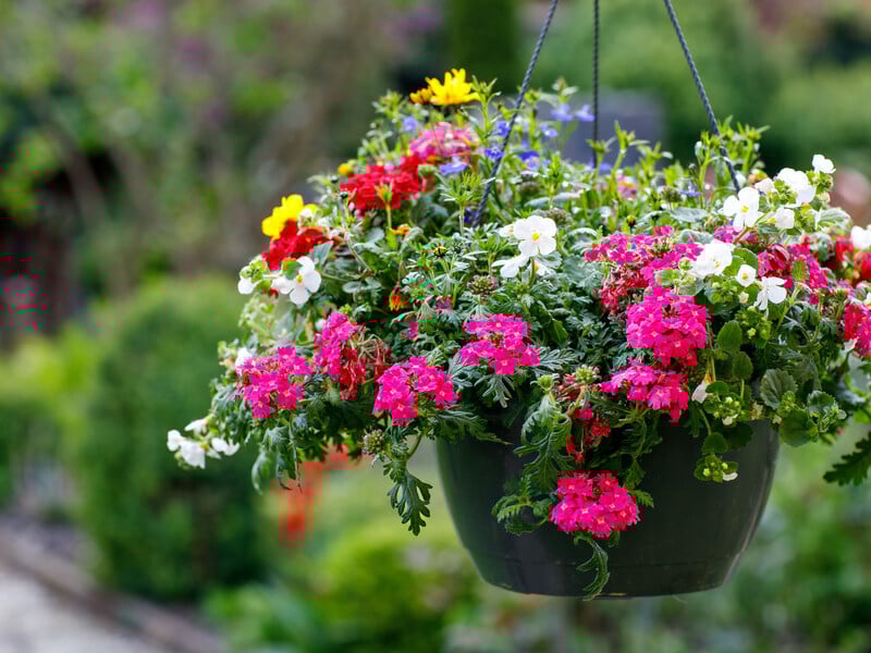 Обробіть петунії цим аптечним препаратом – і вони почнуть рясно цвісти. Лайфхак від квітникарів