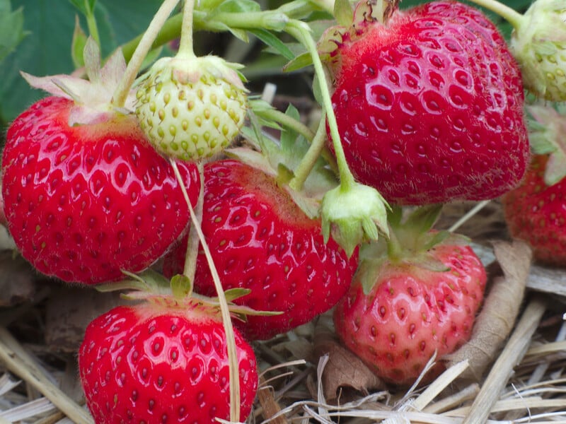 Навесні підживіть цим добривом полуницю – і влітку зберете щедрий урожай солодких ягід