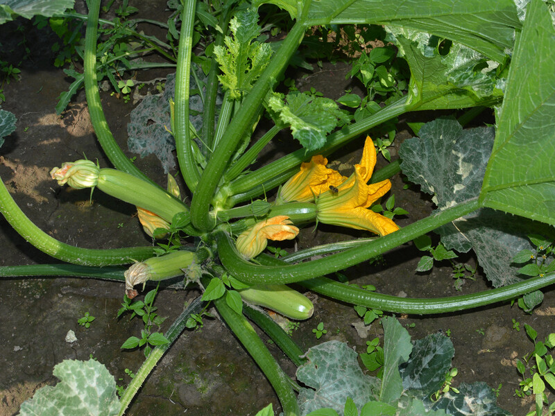 Внесіть ці два підживлення за півтора тижня – і зберете щедрий урожай смачних і соковитих кабачків