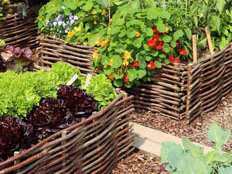 Посадіть біля огірків ці квіти – і вони захистять від попелиці. Які рослини-сусіди подарують здоровий врожай