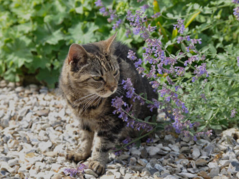 Комарі дошкуляють? Природний захист їх відлякає – біля доріжок посадіть рослину, яку полюбляють коти