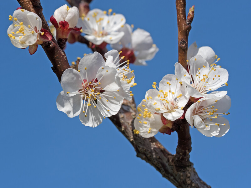 Обробіть цим абрикоси перед заморозками – і врятуєте врожай. Садівник розповів, як захистити сад
