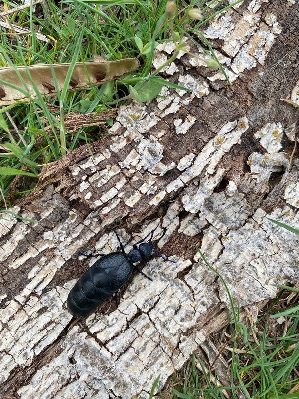 Рідкісний та отруйний жук з’явився у Запоріжжі: що відомо