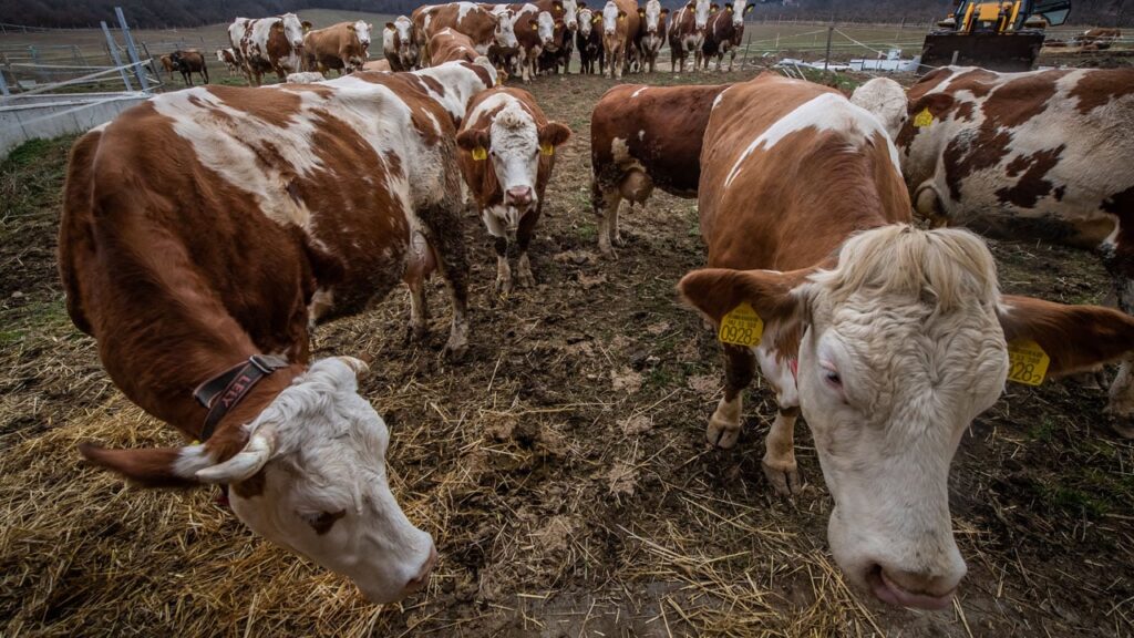 Спалах ящуру в Угорщині: влада припускає біологічну атаку