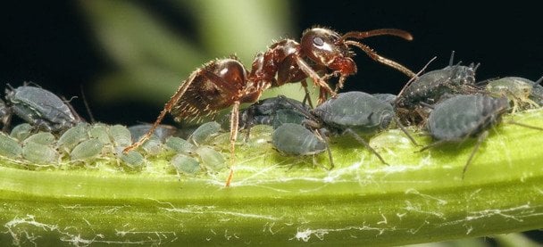Як зупинити поширення попелиці за допомогою звичайної олії: проста порада для садівників