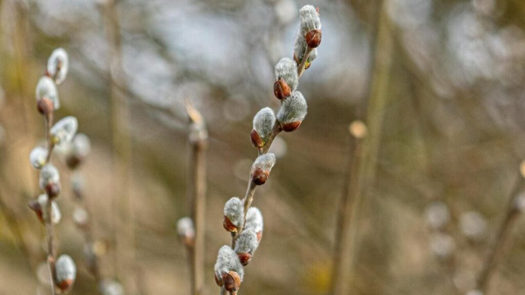 Чи можна прибирати на кладовищі у Вербну неділю та коли це краще робити Чи можна прибирати на кладовищі у Вербну неділю та коли це краще робити