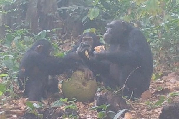 Дика вечірка: науковці зафіксували застілля шимпанзе з алкогольними фруктами — фото