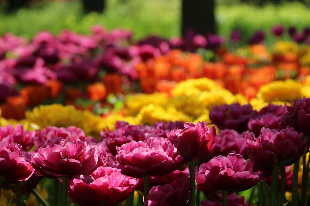 Три мільйони тюльпанів: Дендропарк у Кропивницькому готується до традиційного Фестивалю тюльпанів