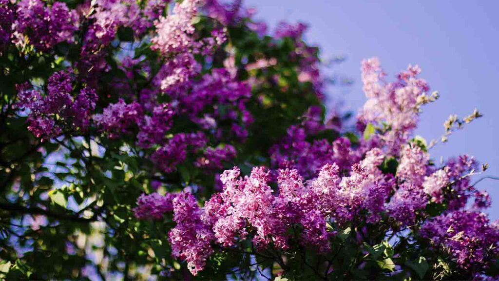 Календар свят на травень 2025: які дати варто запам’ятати