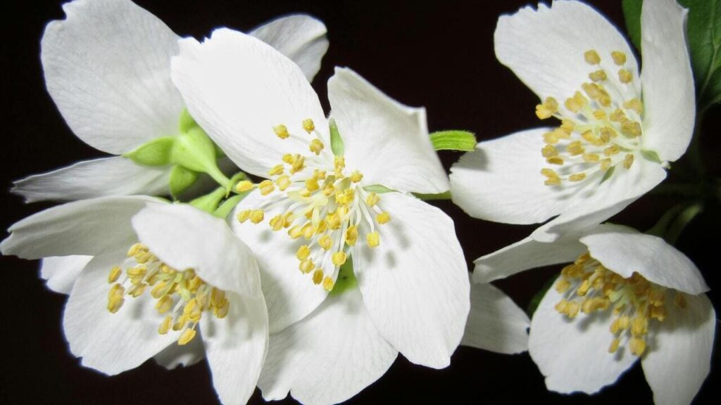 Коли цвіте жасмин в Україні та де можна насолодитися ароматом квітів