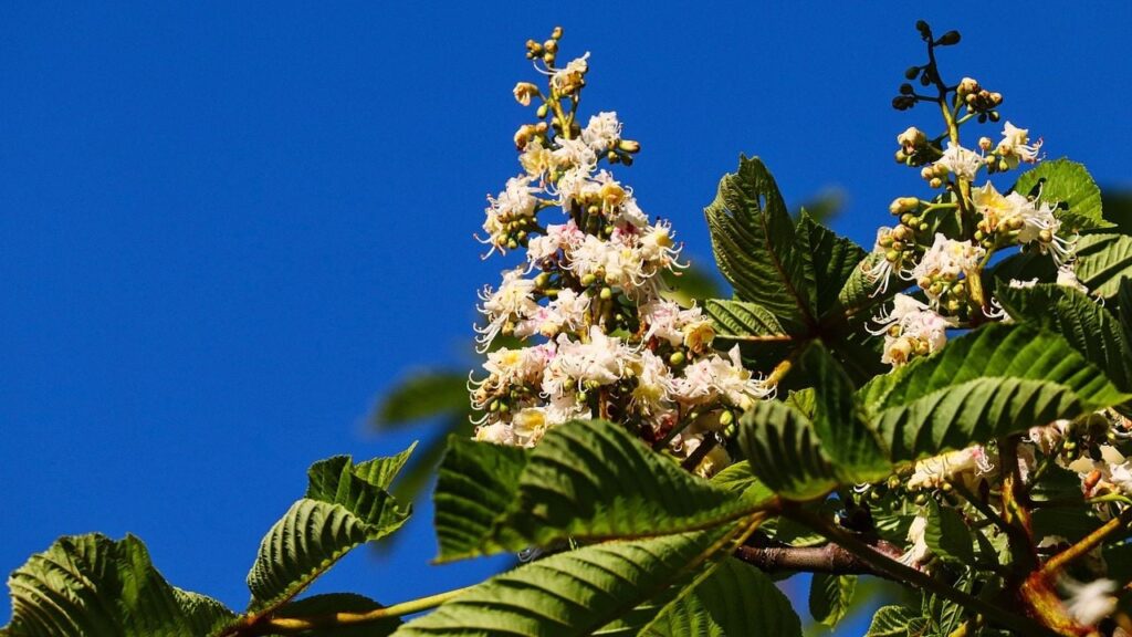 Цвітіння каштанів у Києві 2025: коли почнеться сезон і де шукати найкрасивіші дерева